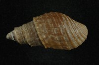 藏品(瘤蜷)的圖片